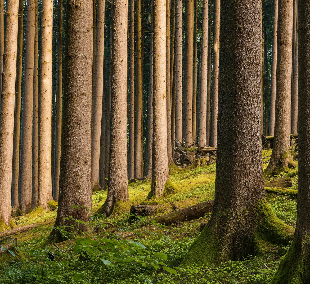 Managed forest — certified origin