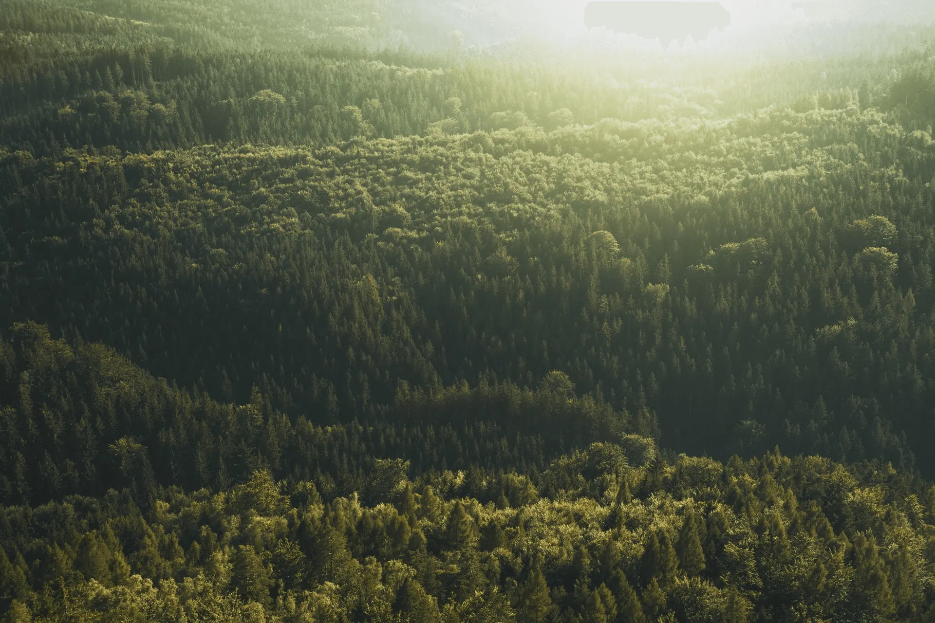 Forest — Asia Green Wood's commitment to nature