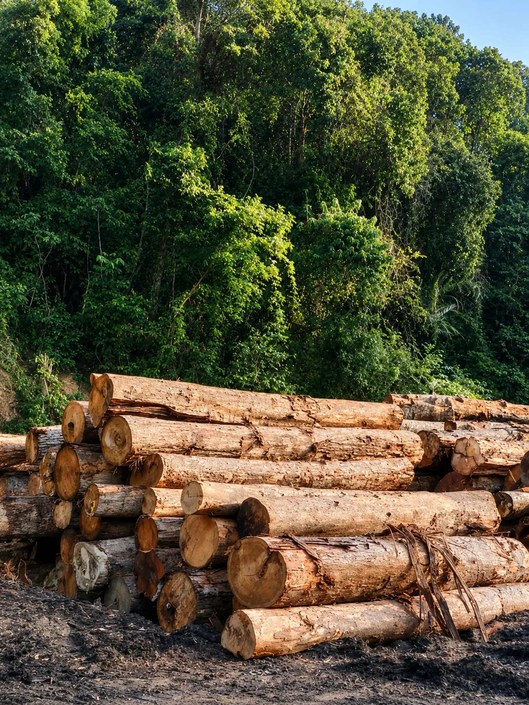 Traceable timber logs from managed forests